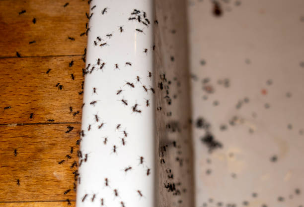 Best Pest Control for Restaurants  in Belle Fourche, SD