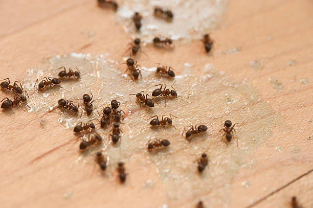 Best Residential Pest Control  in Belle Fourche, SD
