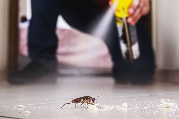 Best Affordable Pest Control Services  in Belle Fourche, SD